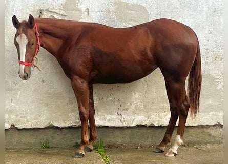 American Quarter Horse, Klacz, 2 lat, 154 cm, Ciemnokasztanowata