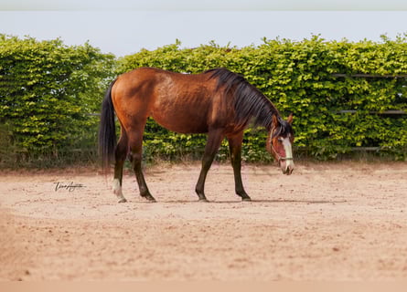 American Quarter Horse, Klacz, 2 lat, 155 cm, Gniada