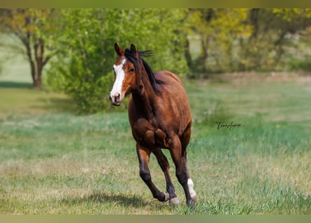 American Quarter Horse, Klacz, 2 lat, 155 cm, Gniada