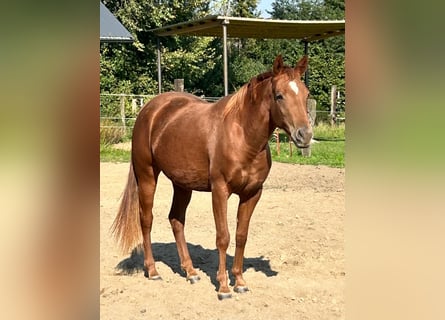 American Quarter Horse, Klacz, 2 lat, 155 cm, Kasztanowata