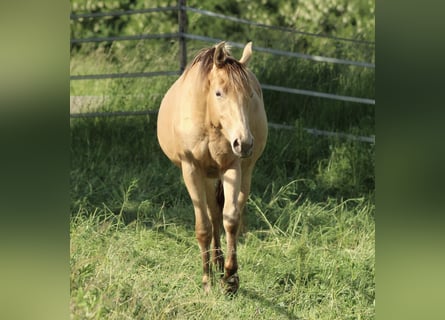 American Quarter Horse Mix, Klacz, 2 lat, 158 cm, Szampańska