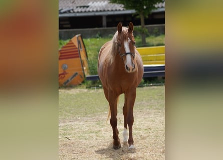 American Quarter Horse, Klacz, 2 lat, 160 cm, Kasztanowata