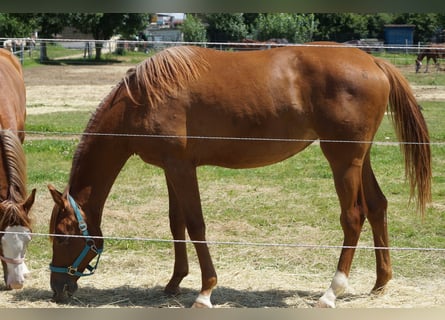 American Quarter Horse, Klacz, 2 lat, 160 cm, Kasztanowata