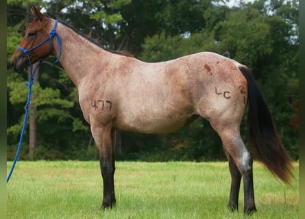 American Quarter Horse, Klacz, 2 lat, Gniadodereszowata