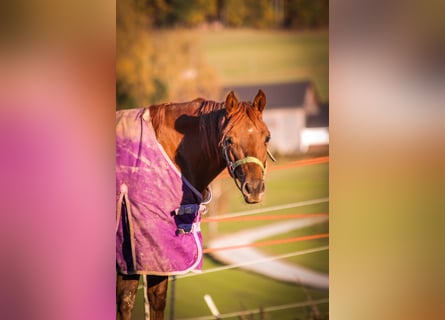 American Quarter Horse, Klacz, 2 lat, Kasztanowata