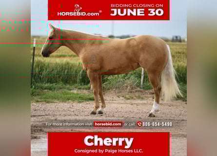 American Quarter Horse, Klacz, 3 lat, 140 cm, Izabelowata