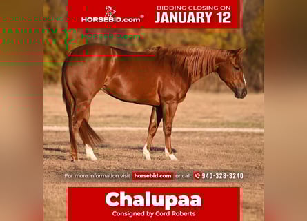 American Quarter Horse, Klacz, 3 lat, 142 cm, Cisawa