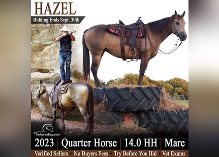 American Quarter Horse, Klacz, 3 lat, 142 cm, Jelenia