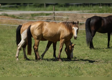 American Quarter Horse, Klacz, 3 lat, 143 cm, Szampańska