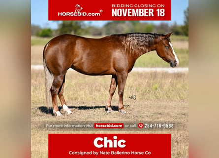 American Quarter Horse, Klacz, 3 lat, 147 cm, Cisawa