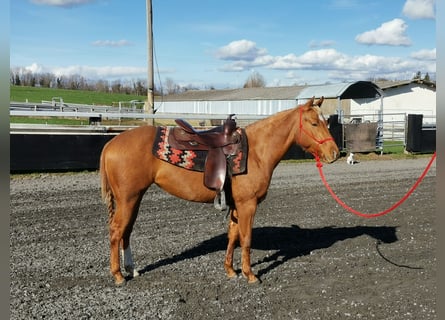 American Quarter Horse, Klacz, 3 lat, 147 cm, Kasztanowata