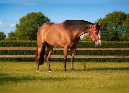 American Quarter Horse, Klacz, 3 lat, 148 cm