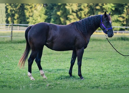 American Quarter Horse, Klacz, 3 lat, 149 cm, Kara