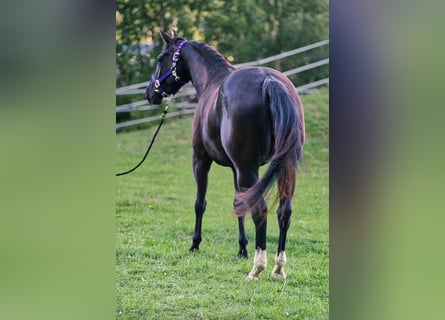 American Quarter Horse, Klacz, 3 lat, 149 cm, Kara