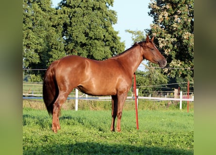 American Quarter Horse, Klacz, 3 lat, 150 cm, Ciemnokasztanowata