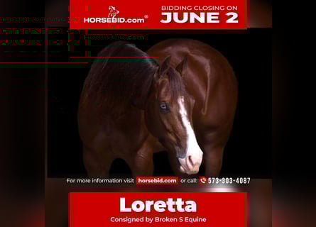 American Quarter Horse, Klacz, 3 lat, 150 cm, Cisawa