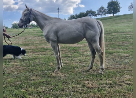 American Quarter Horse, Klacz, 3 lat, 150 cm, Cremello