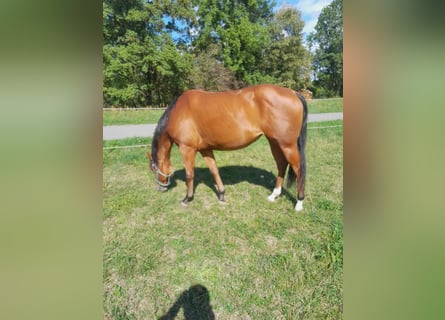 American Quarter Horse, Klacz, 3 lat, 150 cm, Gniada