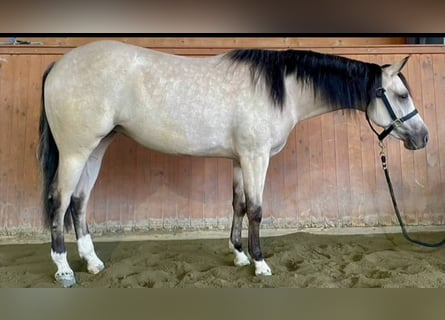 American Quarter Horse, Klacz, 3 lat, 150 cm