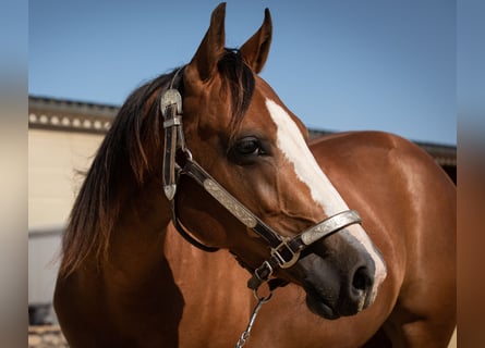 American Quarter Horse, Klacz, 3 lat, 150 cm