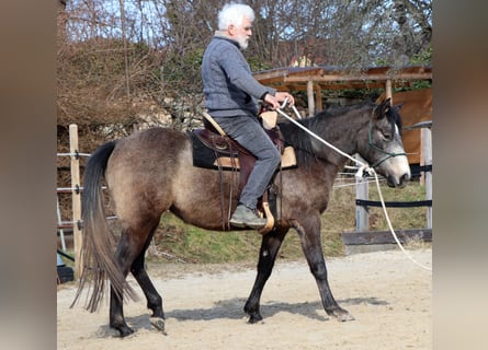 American Quarter Horse, Klacz, 3 lat, 150 cm, Siwa