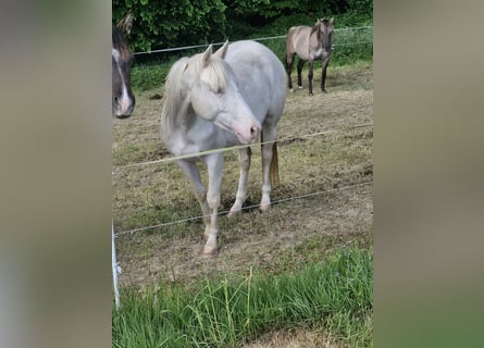 American Quarter Horse, Klacz, 3 lat, 152 cm, Cremello
