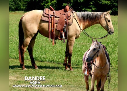 American Quarter Horse, Klacz, 3 lat, 152 cm, Jelenia