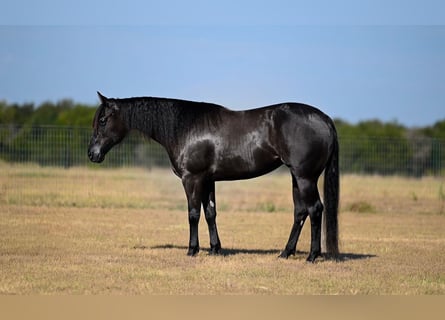 American Quarter Horse, Klacz, 3 lat, 152 cm, Kara