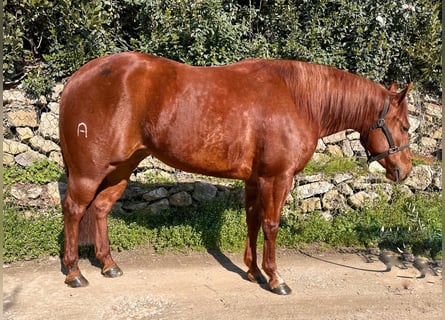 American Quarter Horse, Klacz, 3 lat, 153 cm, Gniada