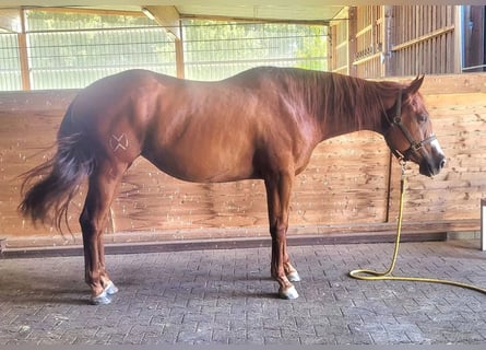 American Quarter Horse, Klacz, 3 lat, 158 cm, Kasztanowata