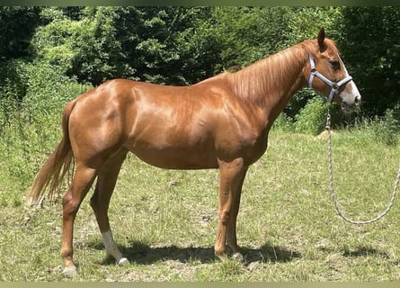American Quarter Horse, Klacz, 3 lat, 160 cm, Kasztanowata