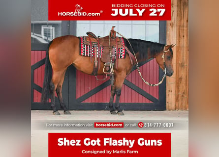 American Quarter Horse, Klacz, 3 lat, Gniada