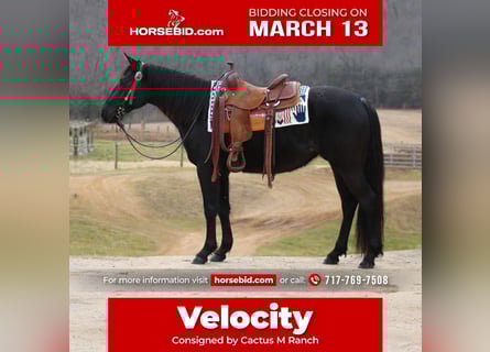 American Quarter Horse, Klacz, 3 lat, Kara