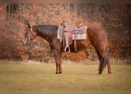 American Quarter Horse, Klacz, 3 lat, Kasztanowata