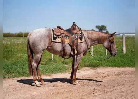 American Quarter Horse, Klacz, 3 lat, Kasztanowatodereszowata