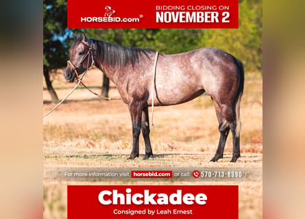 American Quarter Horse, Klacz, 3 lat, Siwa