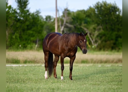 American Quarter Horse, Klacz, 4 lat, 142 cm, Ciemnokasztanowata