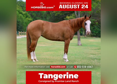 American Quarter Horse, Klacz, 4 lat, 142 cm, Cisawa