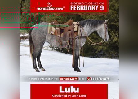 American Quarter Horse, Klacz, 4 lat, 142 cm, Siwa