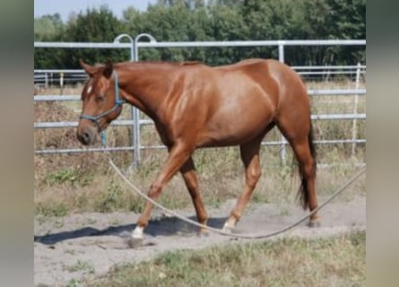 American Quarter Horse, Klacz, 4 lat, 144 cm, Kasztanowata