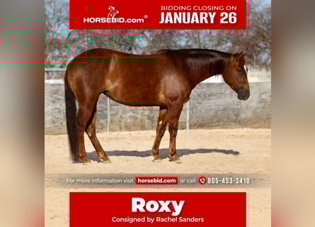 American Quarter Horse, Klacz, 4 lat, 145 cm, Cisawa