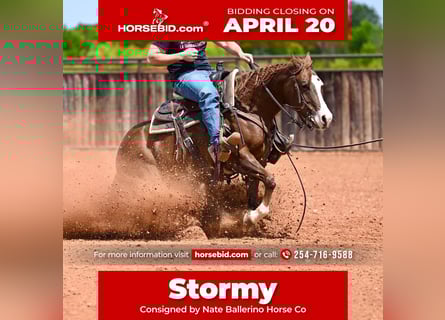 American Quarter Horse, Klacz, 4 lat, 145 cm, Cisawa