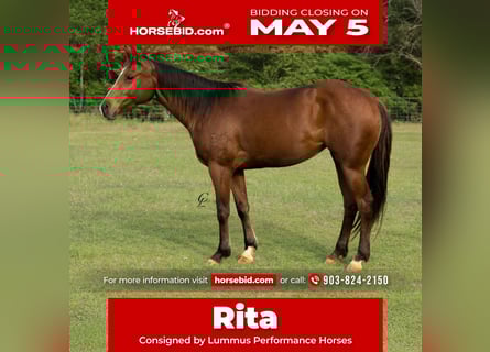 American Quarter Horse, Klacz, 4 lat, 145 cm, Gniada