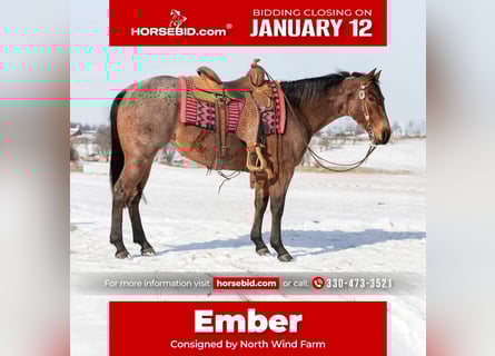 American Quarter Horse, Klacz, 4 lat, 145 cm, Gniadodereszowata