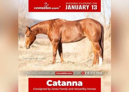 American Quarter Horse, Klacz, 4 lat, 147 cm, Cisawa