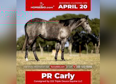 American Quarter Horse, Klacz, 4 lat, 147 cm, Siwa