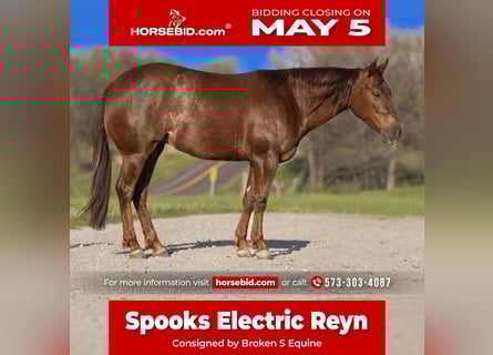 American Quarter Horse, Klacz, 4 lat, 150 cm, Cisawa