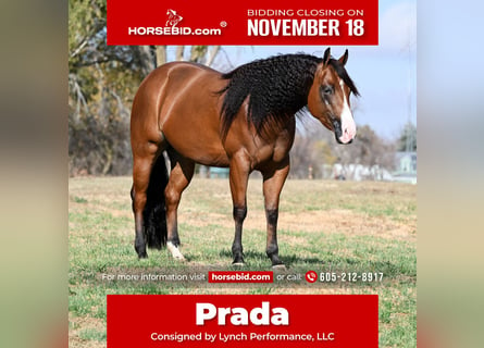 American Quarter Horse, Klacz, 4 lat, 150 cm, Gniada