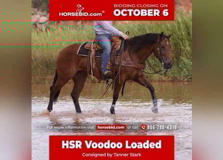 American Quarter Horse, Klacz, 4 lat, 150 cm, Gniada