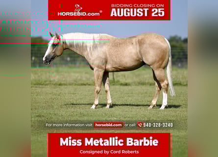 American Quarter Horse, Klacz, 4 lat, 150 cm, Izabelowata